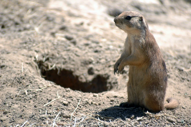 a ground squirrel looks in the hole as he stands on his hind legs