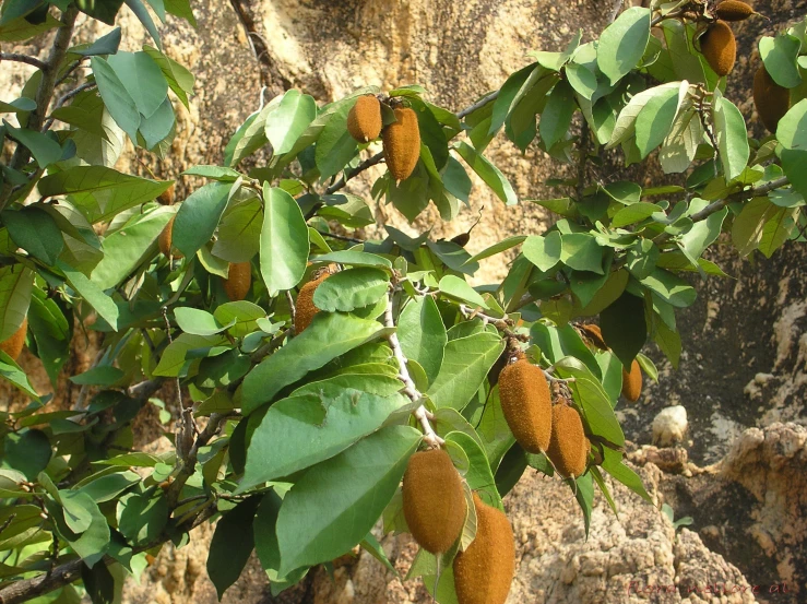 the small fruit tree has very many fruits on it