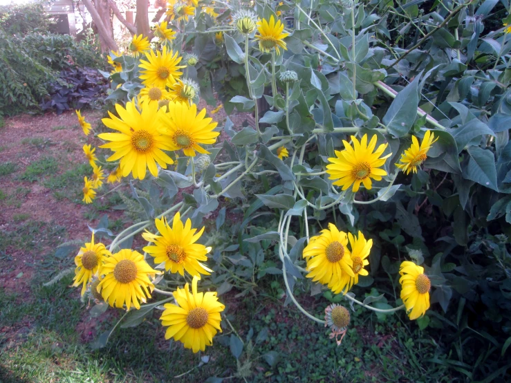 a group of yellow sunflowers in a grassy area