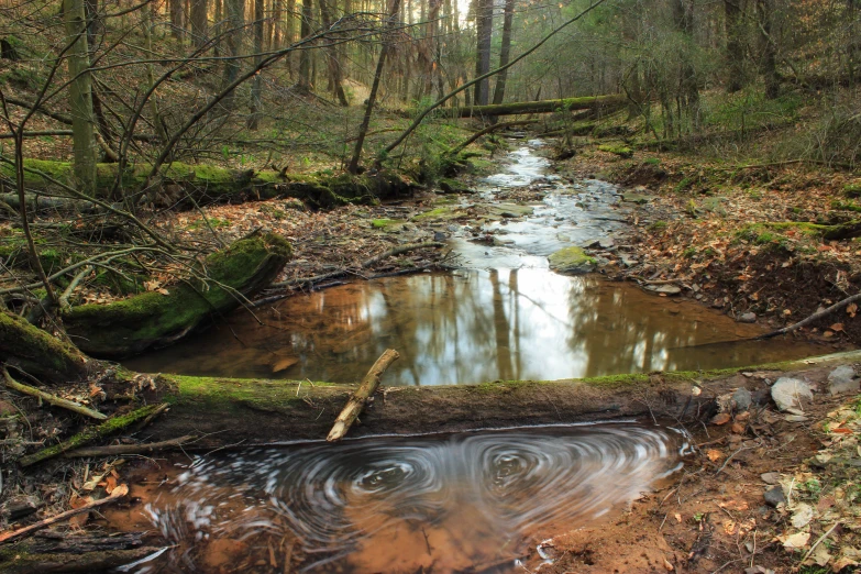 a river running through a green forest filled with lots of trees