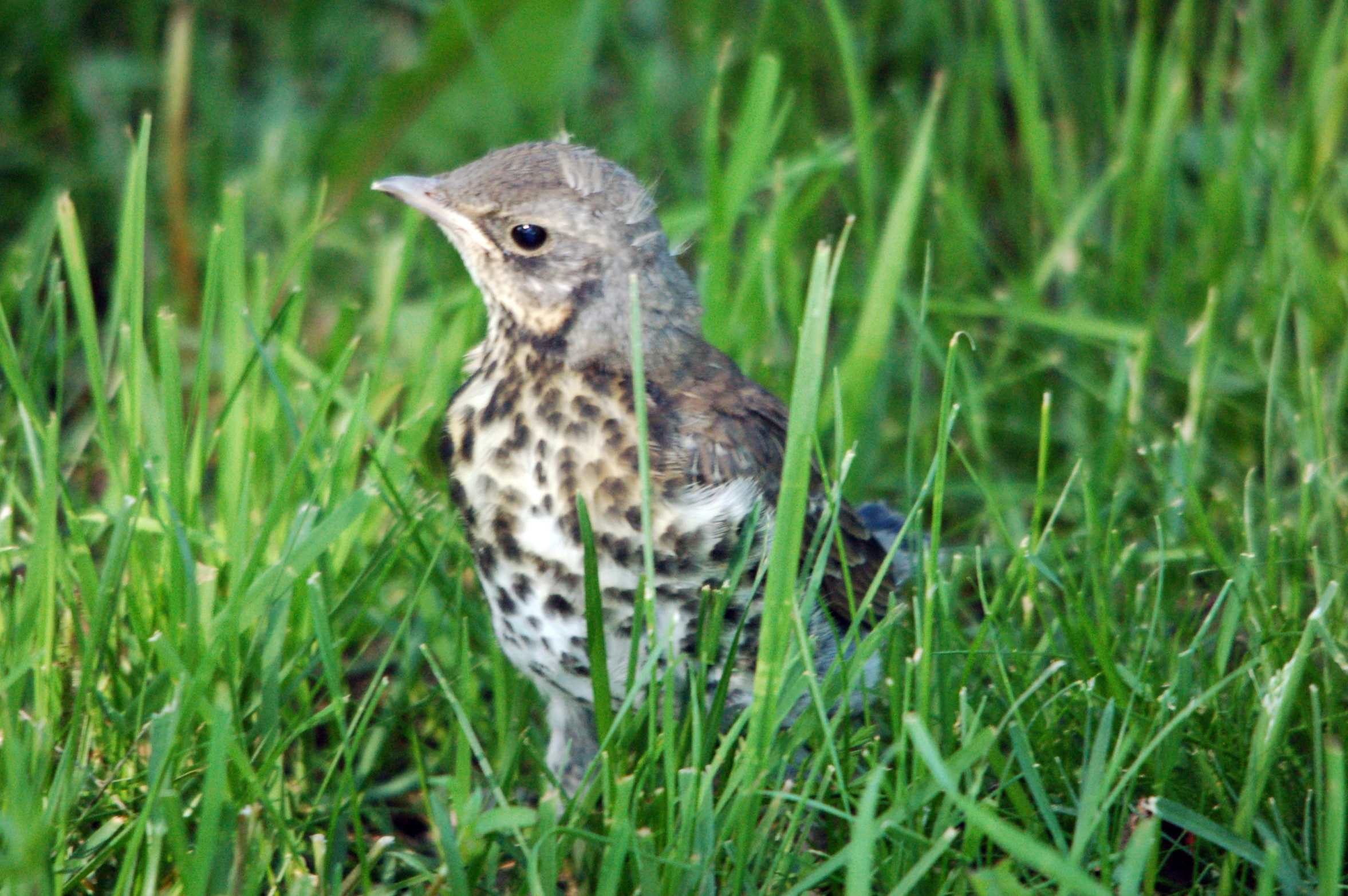 small bird with small wings standing in tall grass