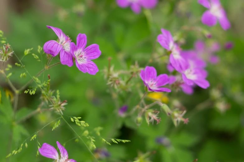 a close up image of purple flowers growing in the grass