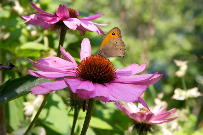 a small erfly on a flower that is in bloom