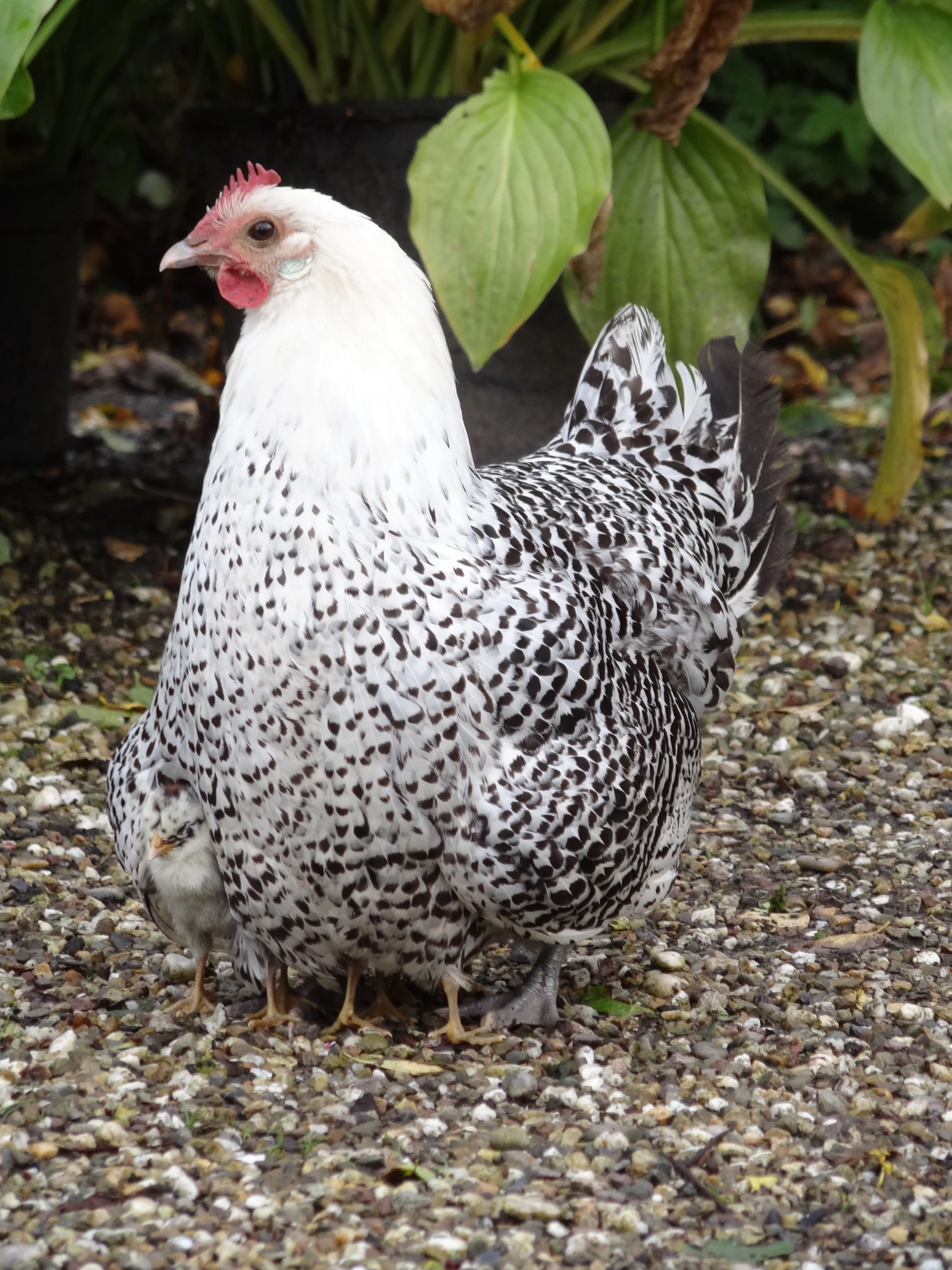 a small white chicken walking on top of a gravel ground