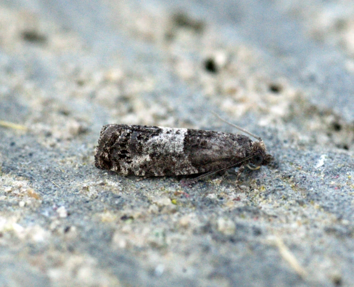 a black and white moth on cement looking for food