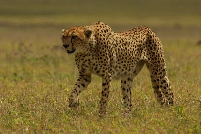 a cheetah walking through the tall grass in a field