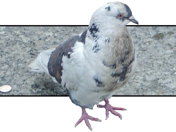 pigeon standing next to a gray, black and white po