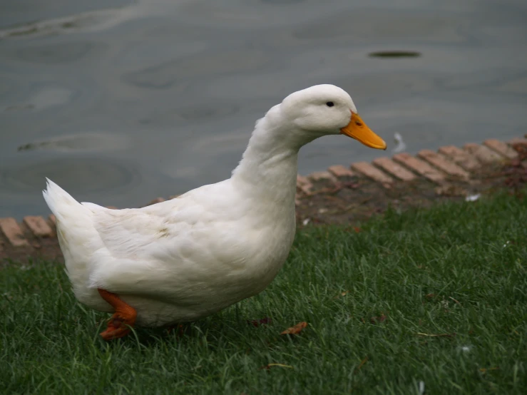a duck is standing on the grass beside a body of water