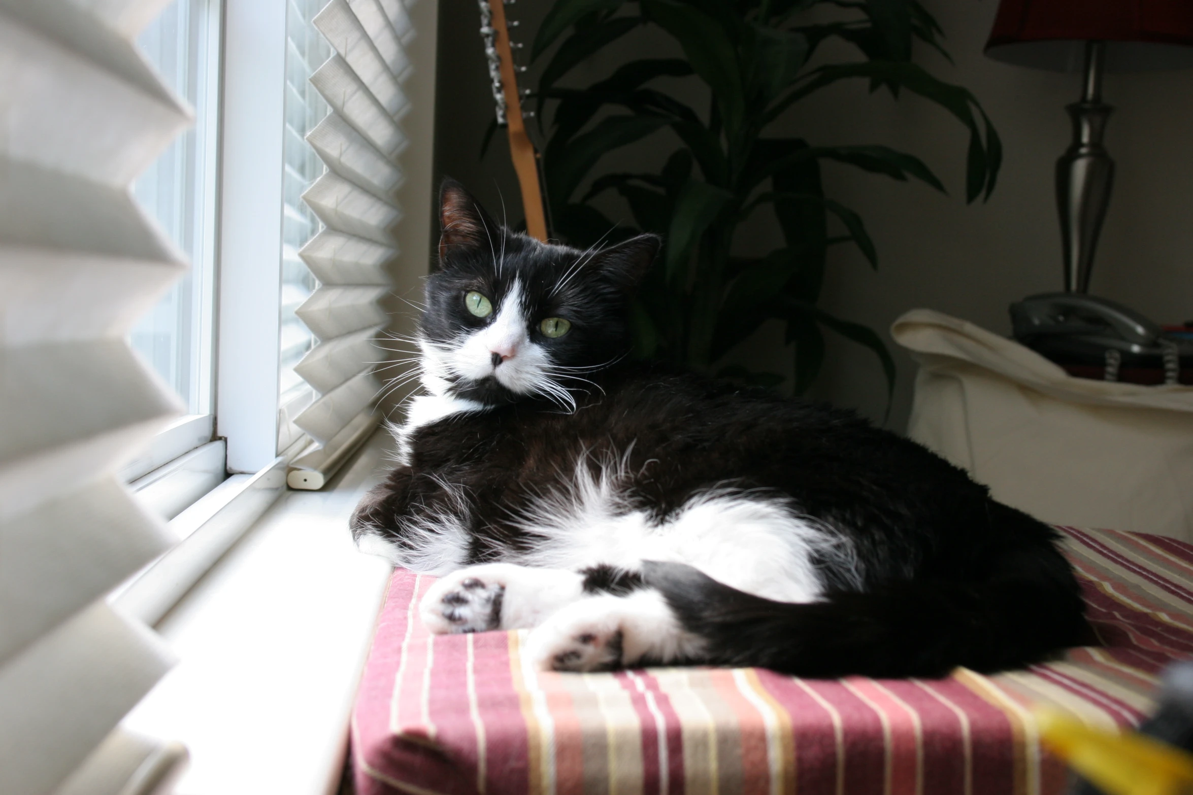 a cat is sitting on top of a striped couch