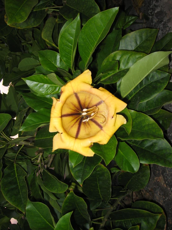 this yellow flower is blooming on a tree