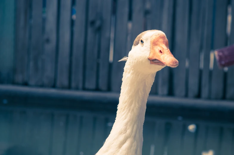 a goose in an enclosure, it is looking straight ahead