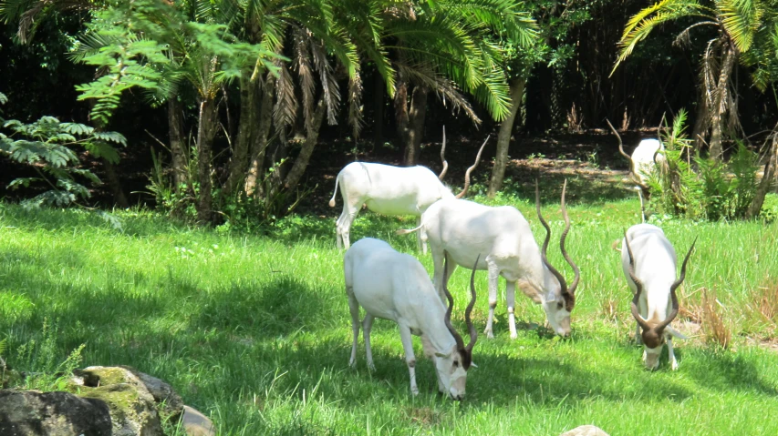 some white horses graze on grass in a field