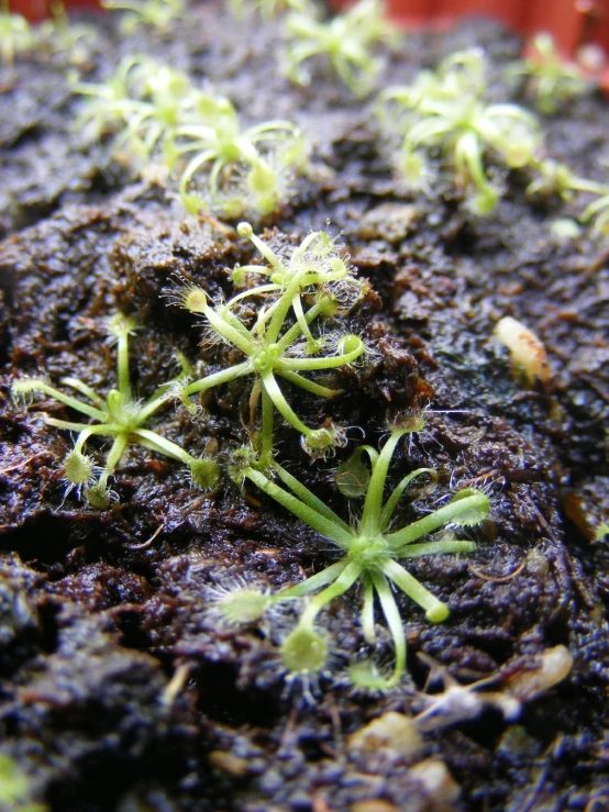 a group of young plants sprout in dirt