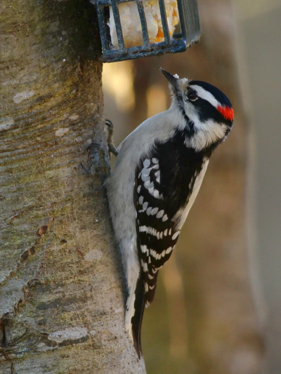 a black and white bird perched on a tree