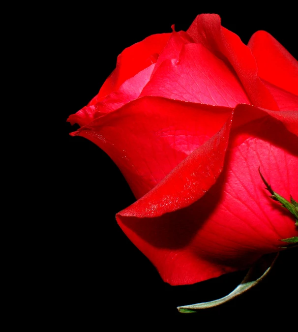 a rose on a black background with water droplets