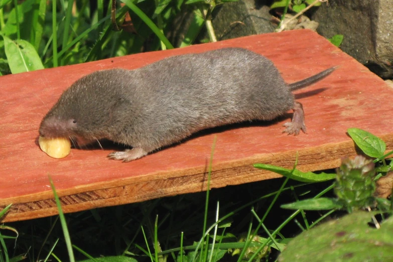 a small rodent eating soing off of a wood slab