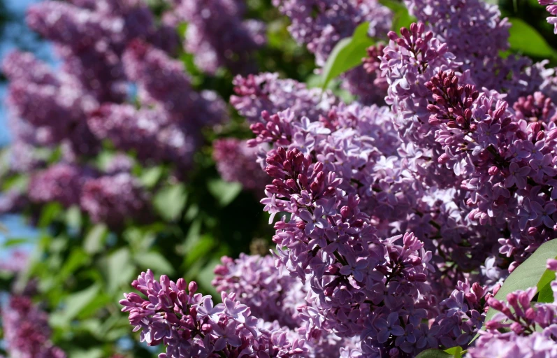 large purple flowers blooming in the trees