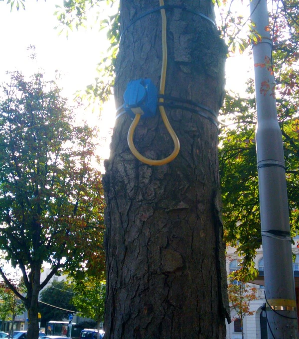 a tree with a hose connected to it