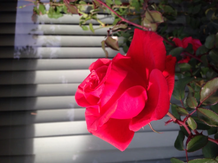 a large red rose sitting near a wall