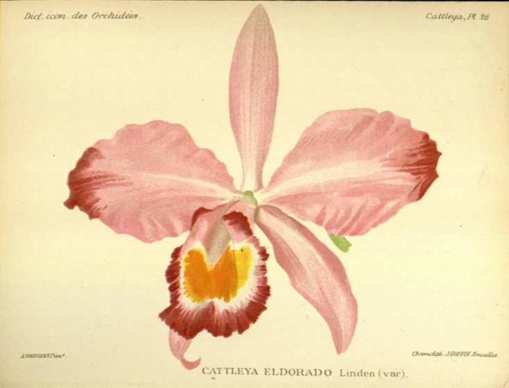 an orchid on white background with pink and yellow flowers