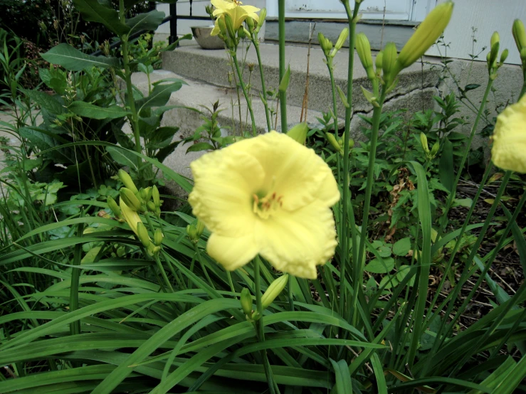 a group of yellow flowers and some grass