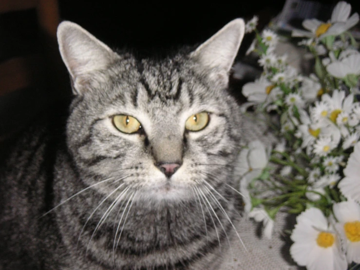 a cat sitting next to some flowers on a table