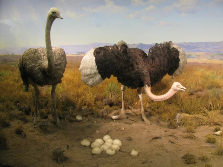 some ostriches are walking and looking at soing in the ground