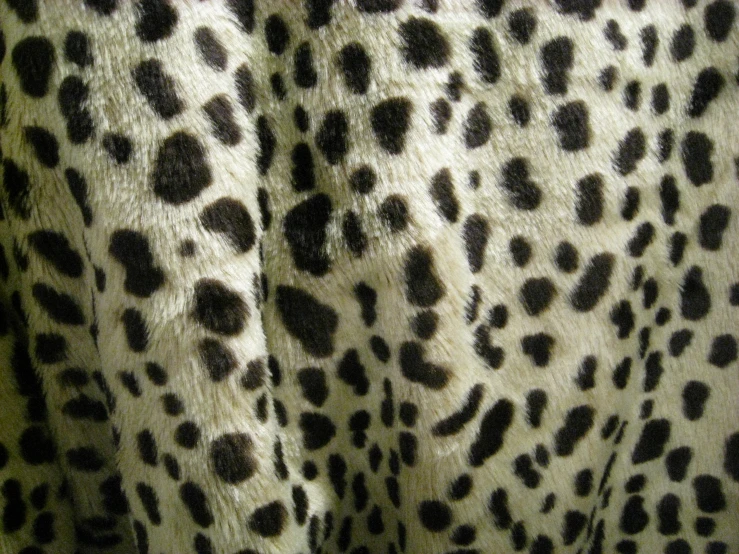 black and white cheetah print fur with spots