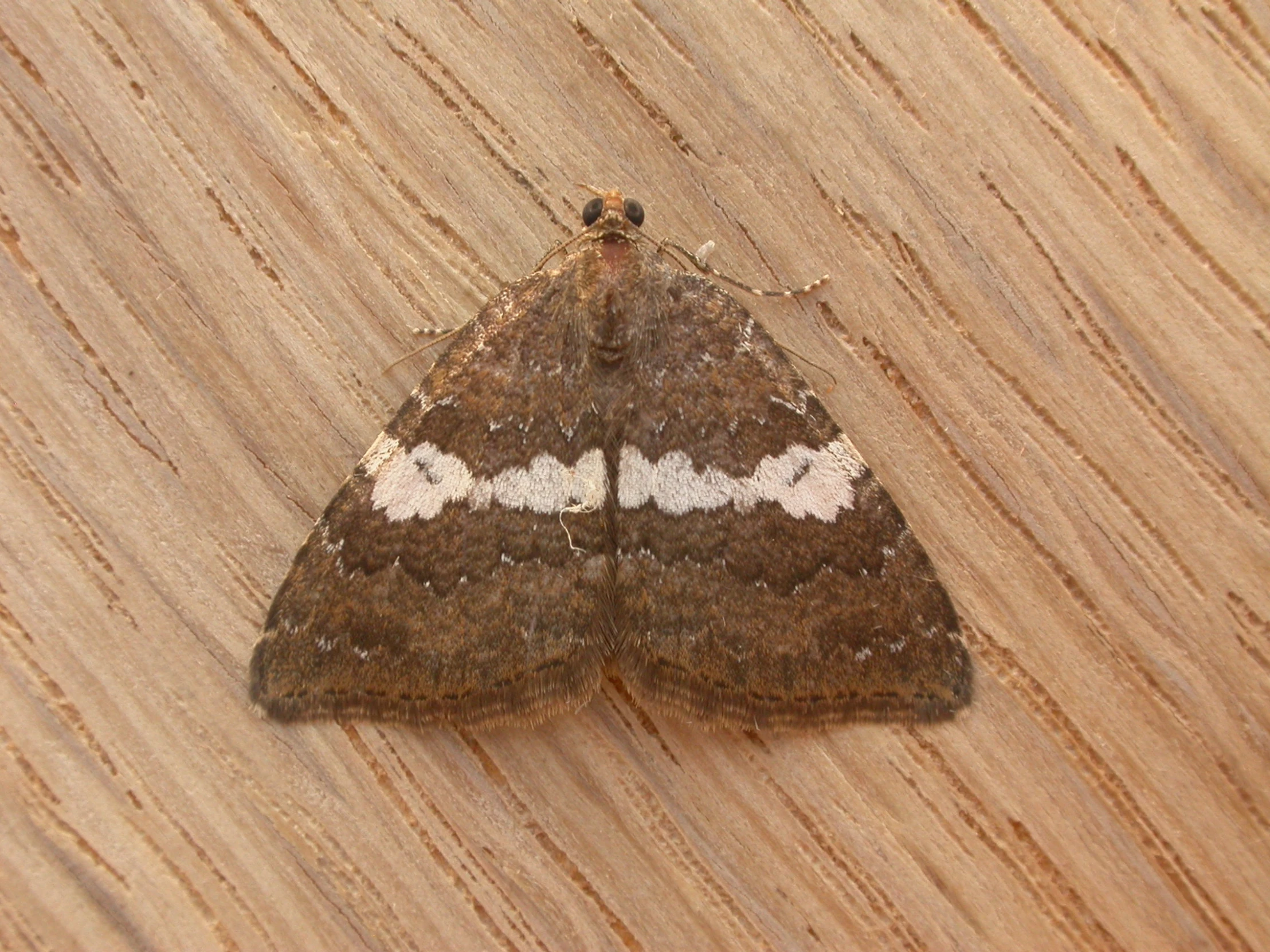 a brown and white moth with spots on it's wings