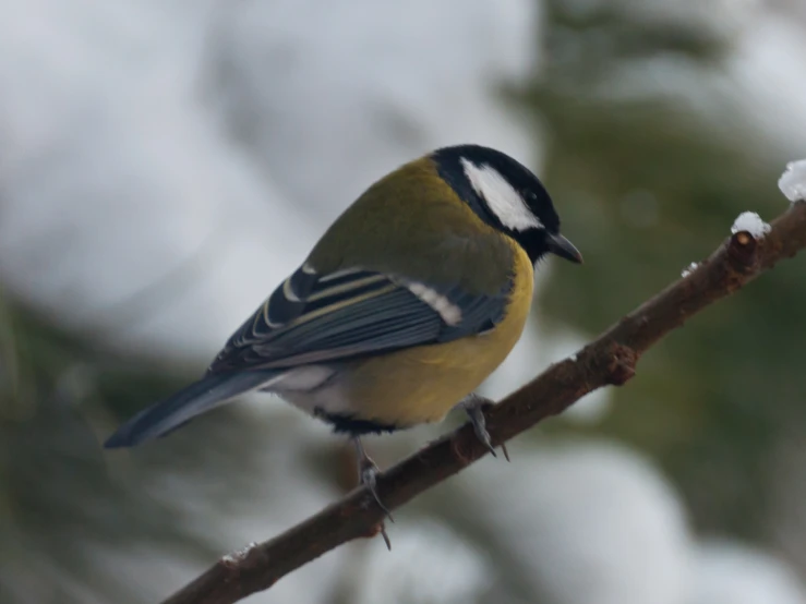 a small yellow bird perched on a nch