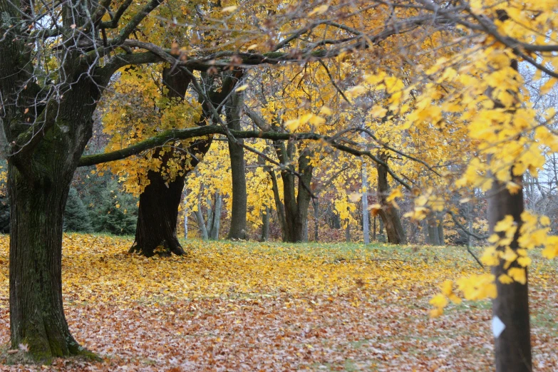 a forest with yellow, yellow leaves on the ground