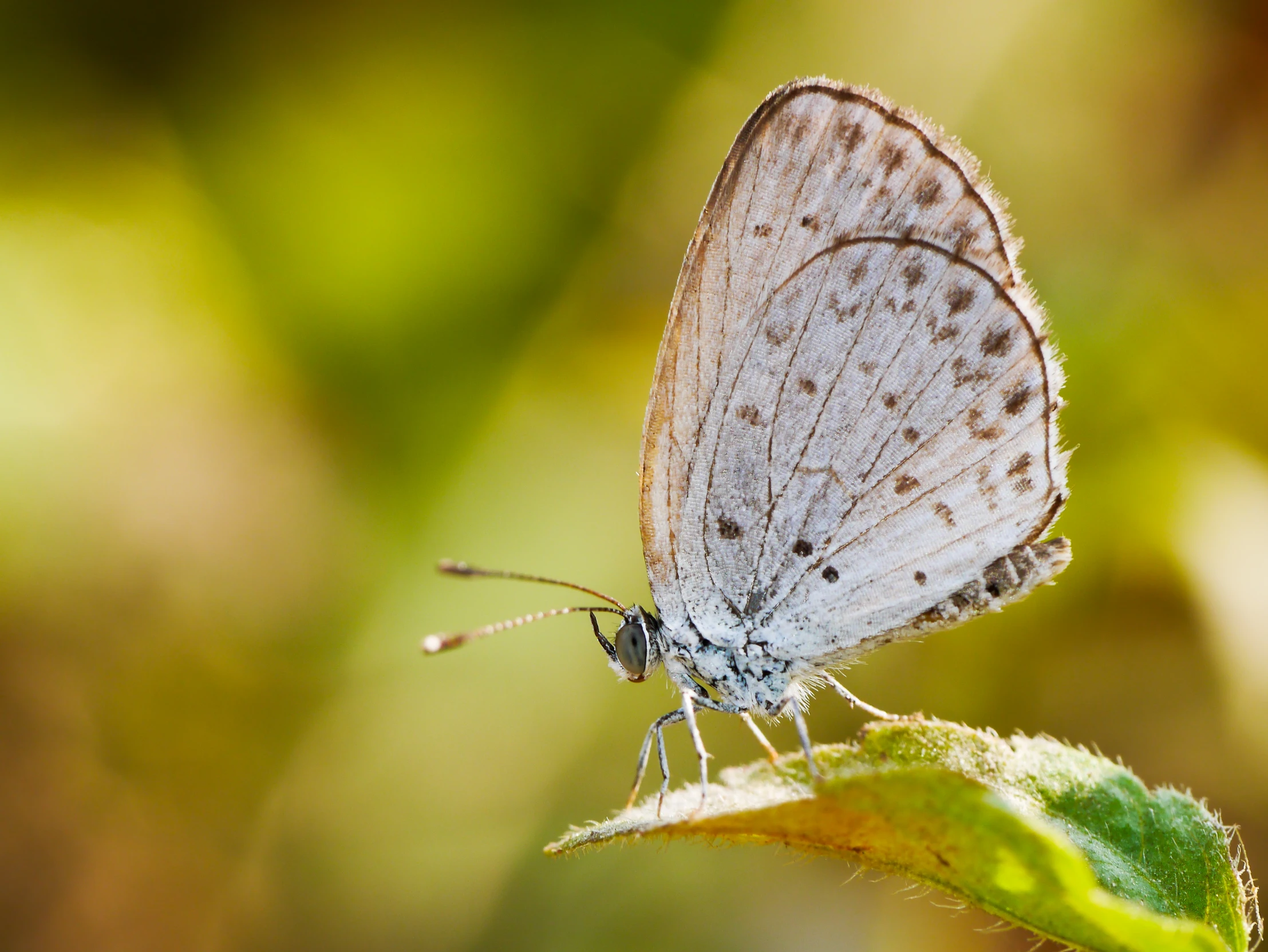 a gray erfly on the tip of a leaf