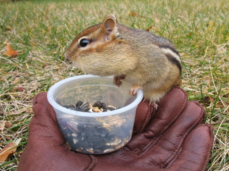 a small rodent eating food from a plastic container