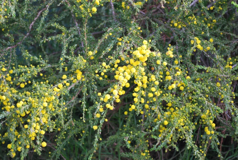 small yellow flowers are growing on nches