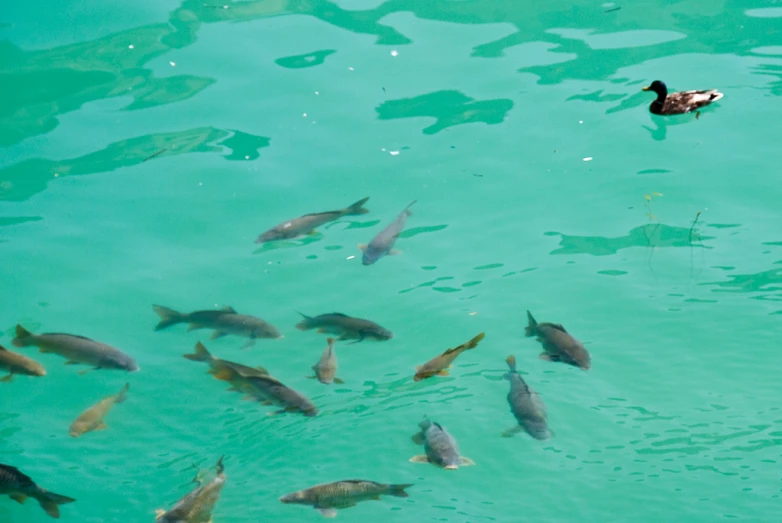 the man is swimming on the lake with fish