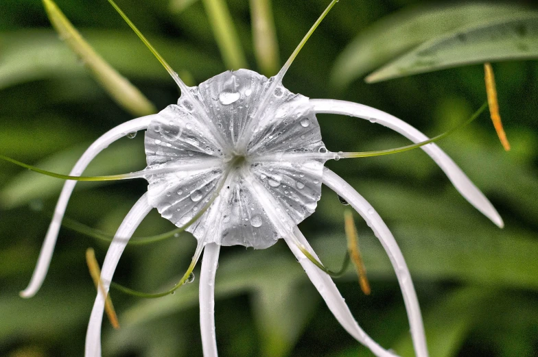 a white flower that has been pographed with the help of its long thin stem