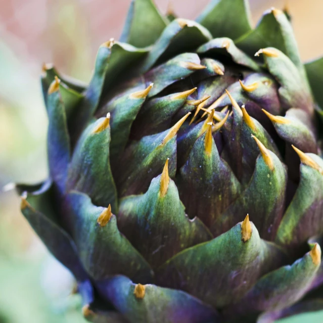 a close up view of an artichoke flower