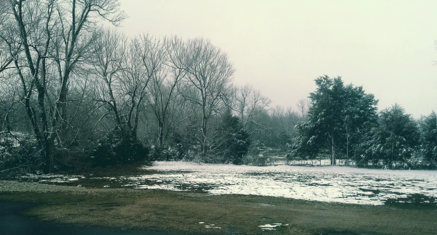 trees in the snow are shown during the day