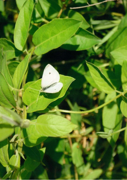 a white erfly resting on a leafy bush