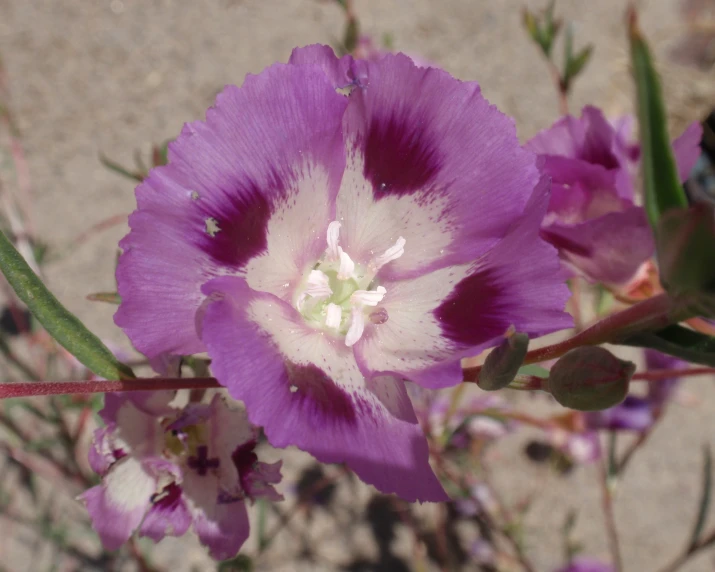 a close up of a flower and some leaves