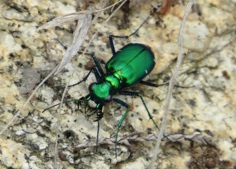 a bug that is sitting on a rock