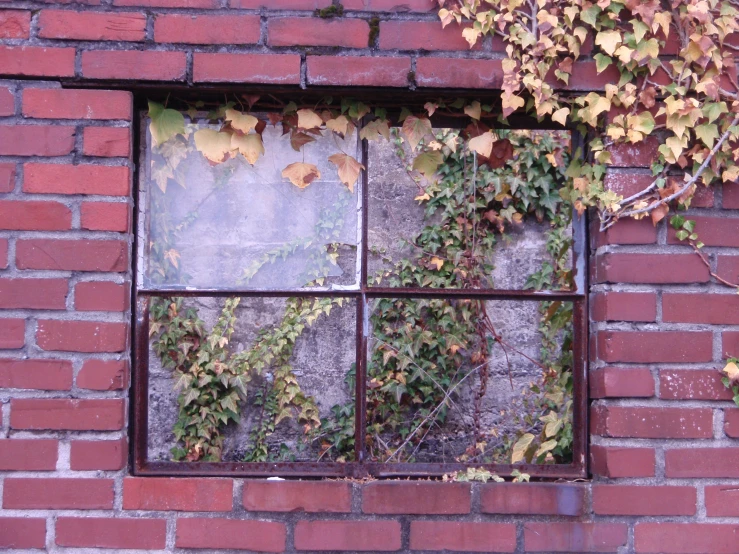 there are some ivy on the outside of this window