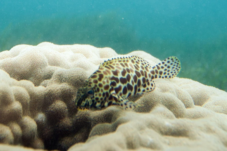 an animal on top of a reef in the ocean