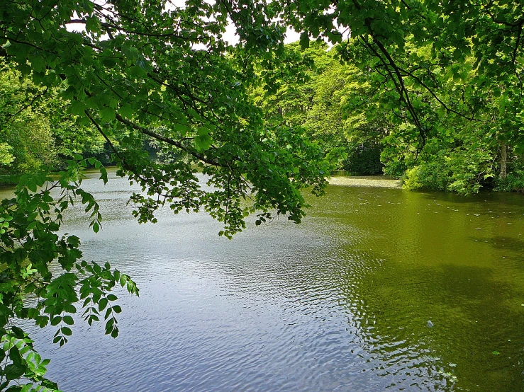 view from behind trees of a river, green and leafy vegetation