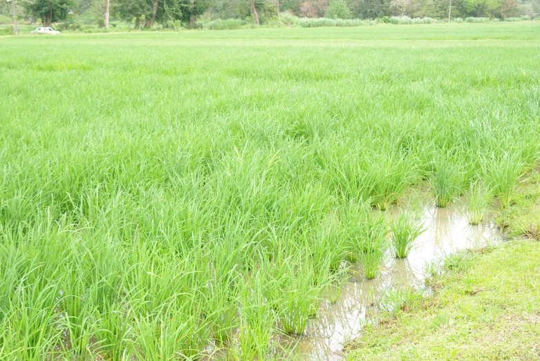 a fire hydrant in a field with green grass