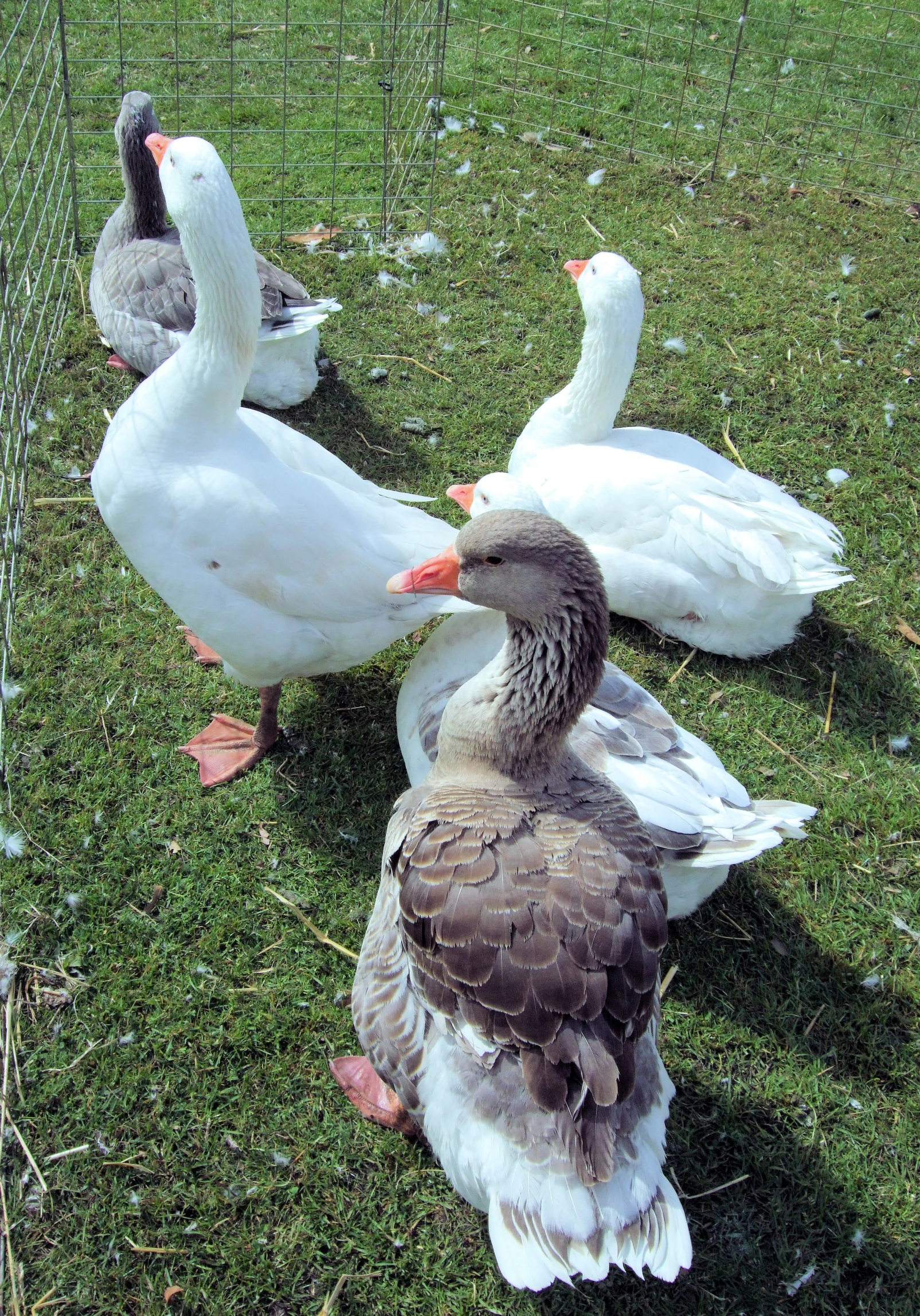 two gray and white ducks sitting near other ducks