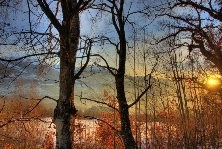 trees that are standing in the grass in front of a body of water