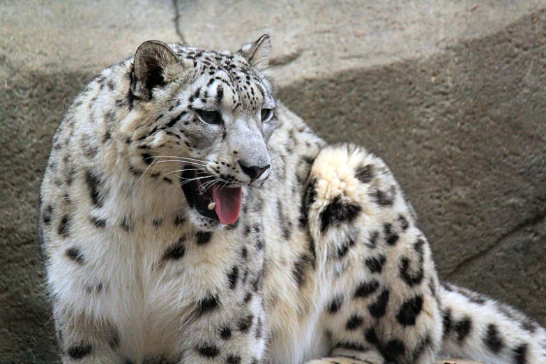 a snow leopard sitting down with its mouth open