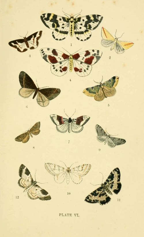 an antique illustration of moths on paper