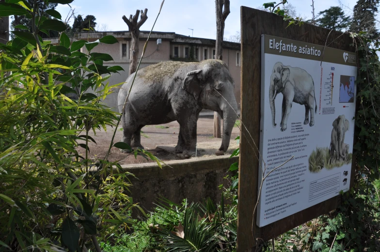 an elephant in an enclosure with a poster in the foreground
